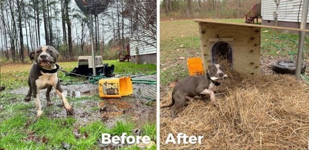 PETA's Community Animal Project Gives Thor a Free Doghouse