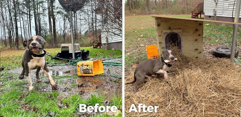 How CAP Helps Animals in Virginia and North Carolina | PETA