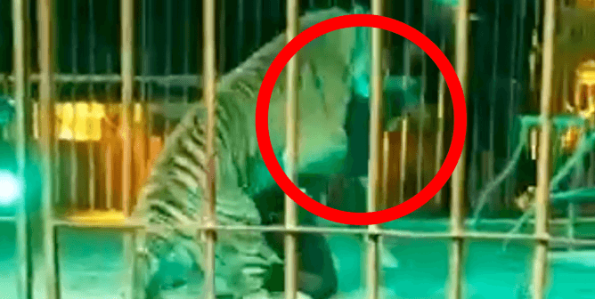 tiger attacks circus trainer from behind