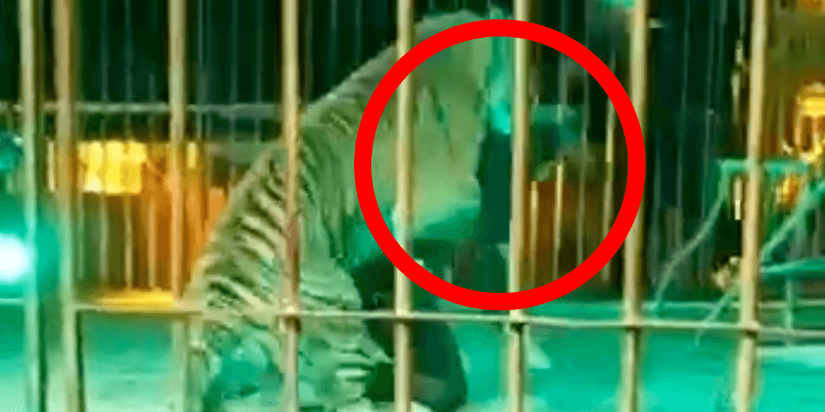 tiger thumb Trainer Attacked by Distressed Tiger at Italian Circus