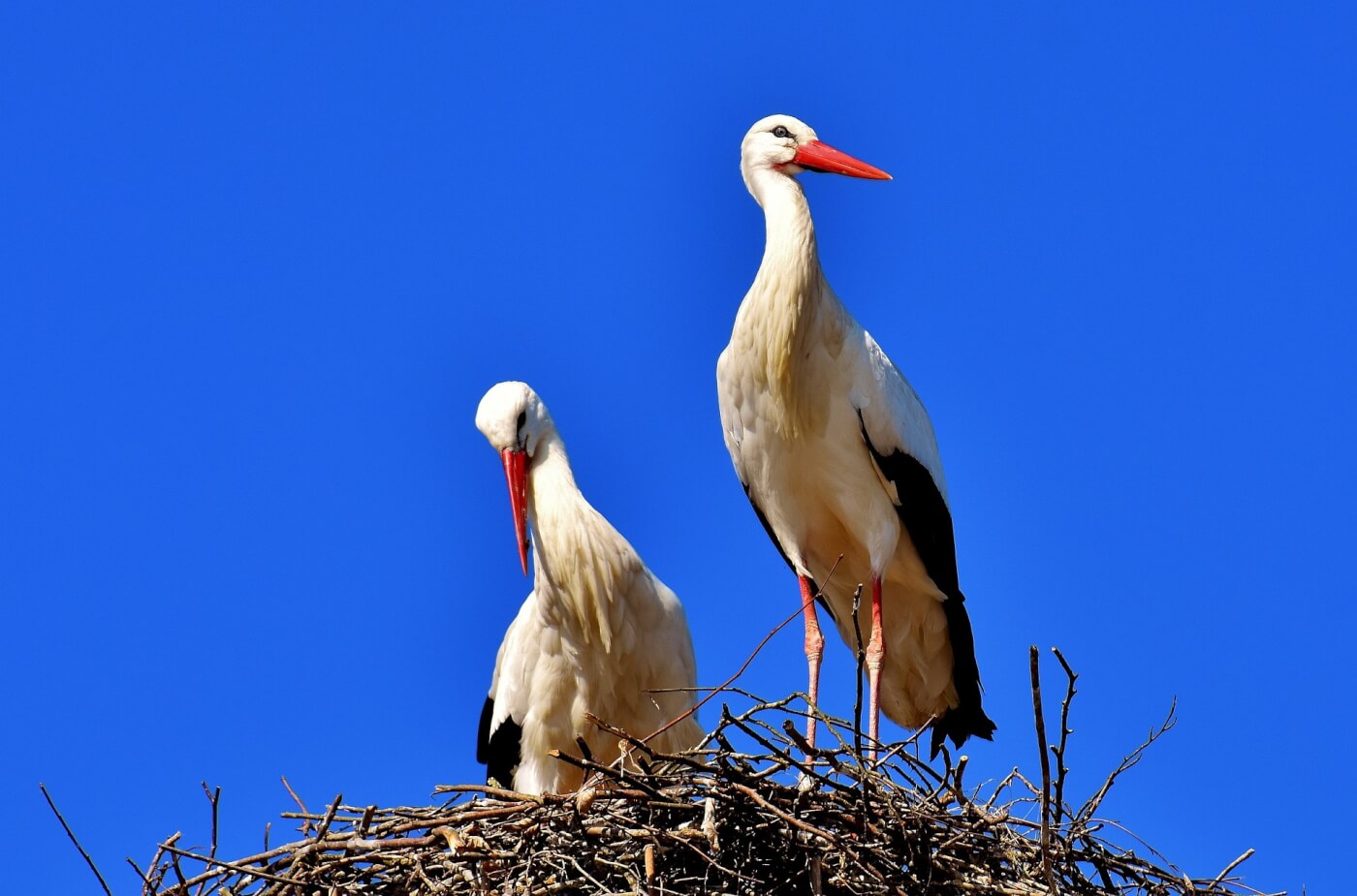 two storks on nest with blue sky