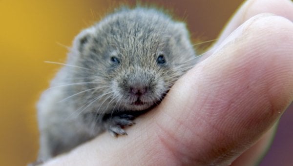 OHSU Gets Voles Drunk, Covers Up Videos, and Gets Caught by PETA
