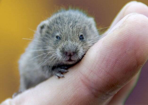 OHSU Gets Voles Drunk, Covers Up Videos, and Gets Caught by PETA