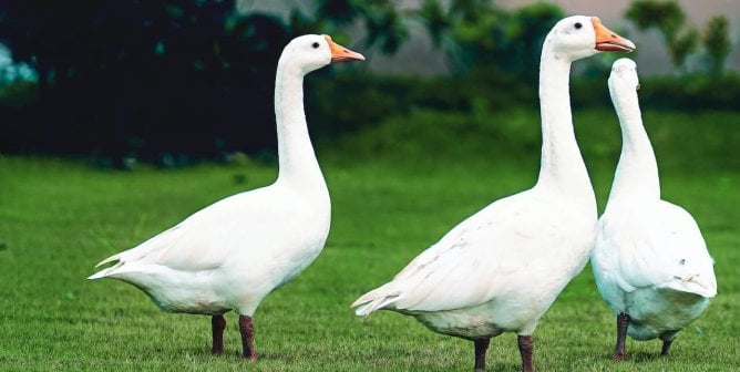 white geese on green grass