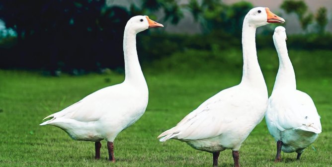 Want to Help Animals This Feather-Free Friday?