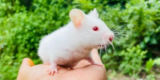 white hamster held by hand in front of green background