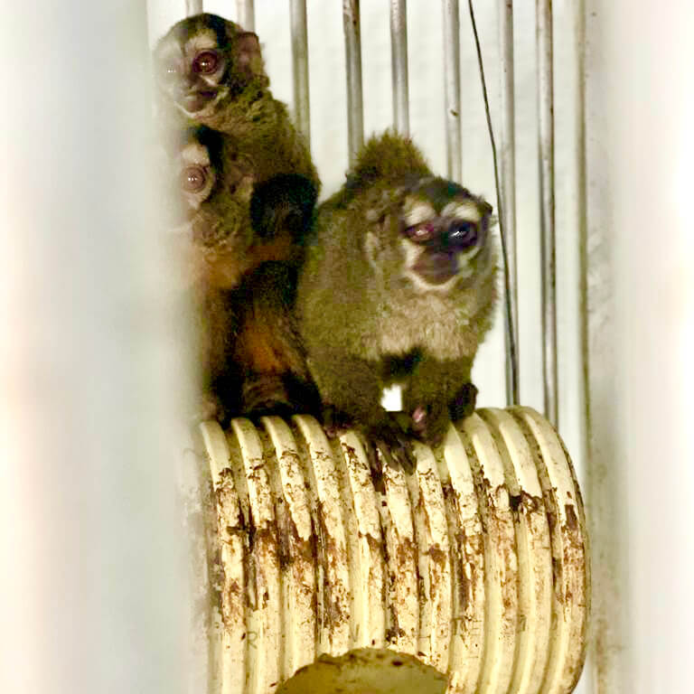 A monkey missing an eye photographed at Primate Center Foundation in Colombia