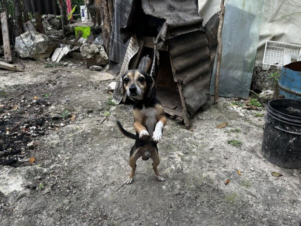 Duke the dog on a short leash in front of the rickety shanty where he slept.