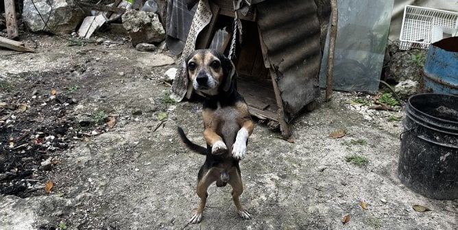 From Concrete Slab to Dog Condo: See How PETA Helps ‘Backyard Dogs’