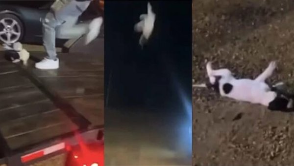 URGENT: Tell Officials to Charge Mississippi Man Who Allegedly Kicked & Killed Puppy
