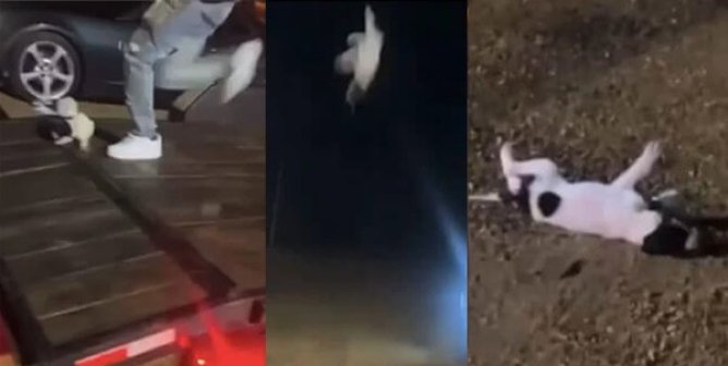 URGENT: Tell Officials to Charge Mississippi Man Who Allegedly Kicked & Killed Puppy