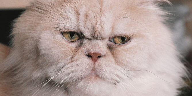 The Blatant Cruelty of Breeding and Buying Breathing-Impaired Cats