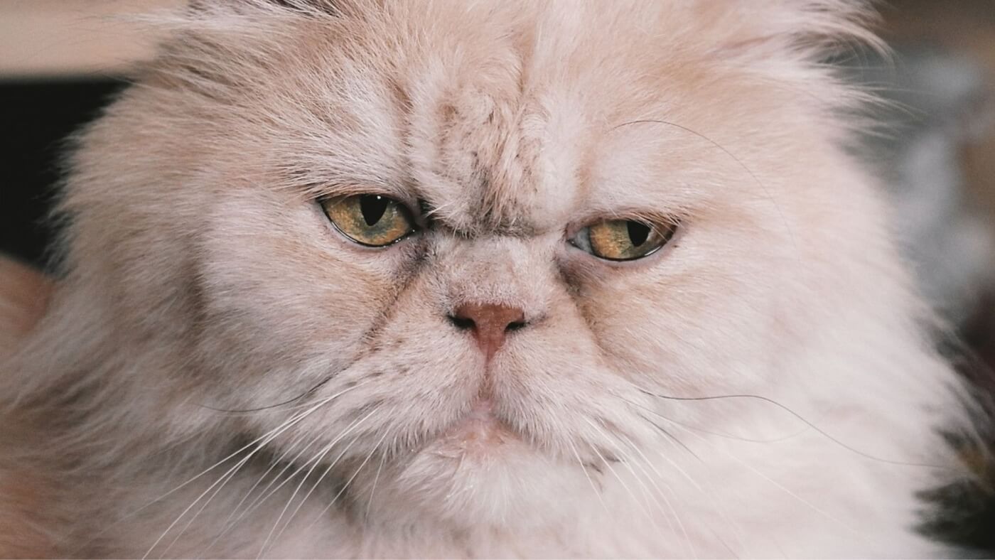 Breeding breathing-impaired cats for sale is cruel, including all flat-faced breeds like this cream-colored Persian, and any other Persian, Himalayan, exotic shorthair, or Burmese cat