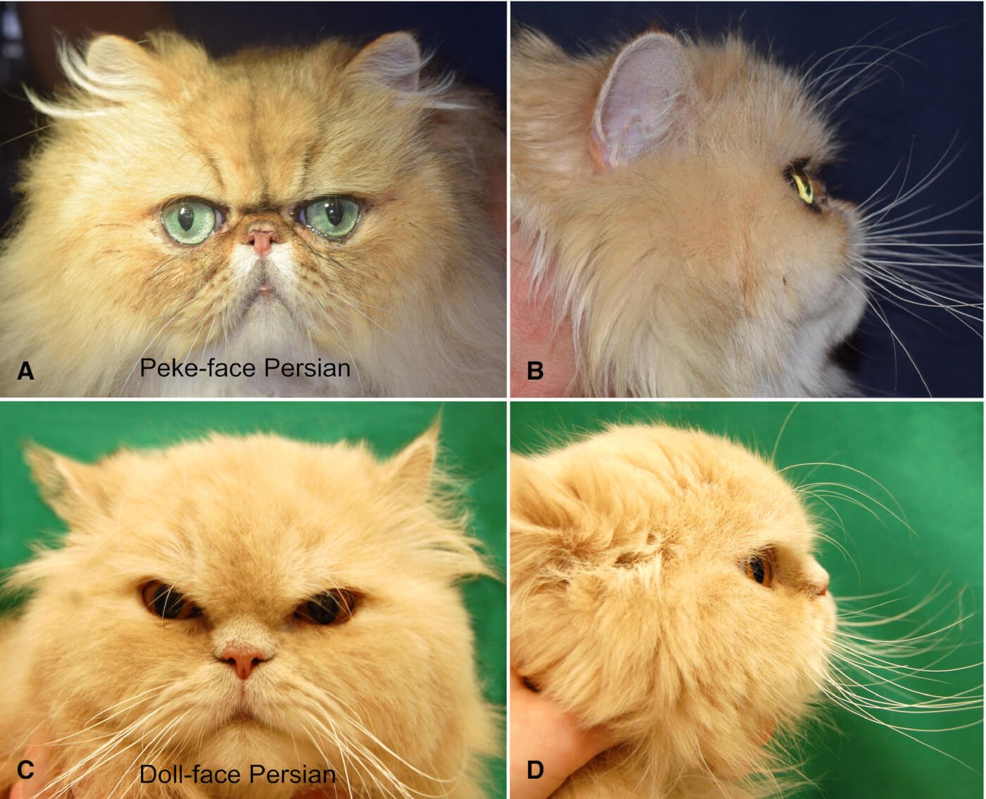 Persian cats facing forward and in profile to show facial deformites in breathing-impaired breed cats