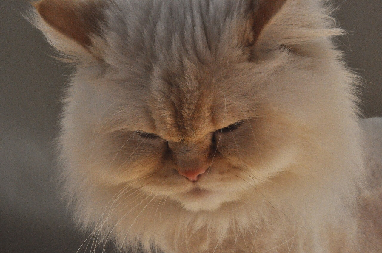 Close-up of a tan Himalayan cat as a representative of a breathing-impaired breed, looking down and sad