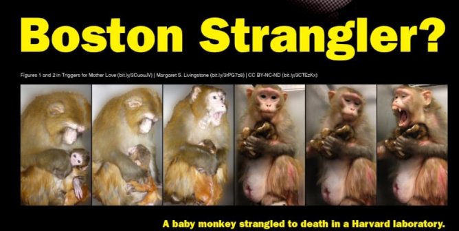 Is There A New Boston Strangler? (Harvard Baby Monkey Experiments)