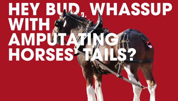 Tell Budweiser: Stop Severing Clydesdales’ Tailbones