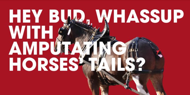 Tell Budweiser: Stop Severing Clydesdales’ Tailbones