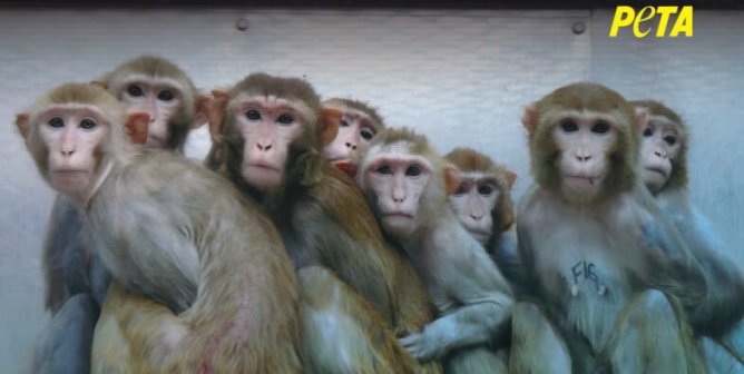 Is NIH Laundering Illegally Smuggled Monkeys?
