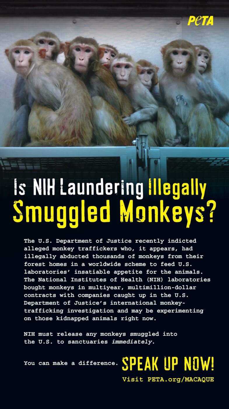 Animal Experimentation | PETA Animal Experimentation | PETA
