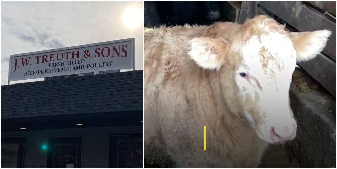 Cow in Filthy Pen at J.W. Treuth & Sons
