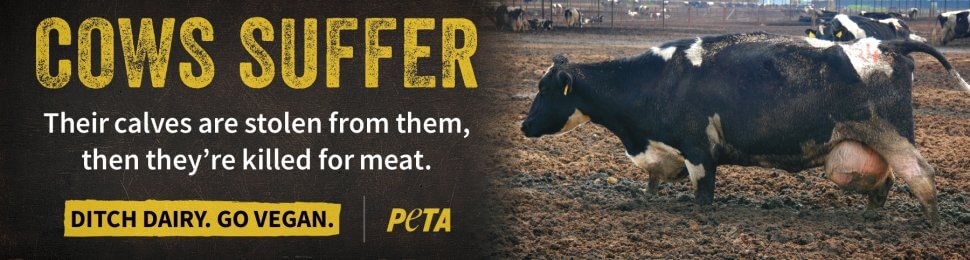 Cows Suffer For Dairy: Their Calves Are Stolen From Them, Then They’re Killed For Meat. Ditch Dairy. Go Vegan.