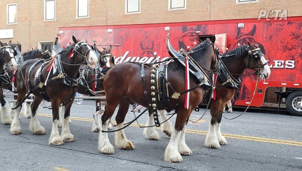 Budweiser Clydesdales with amputated tailbones.