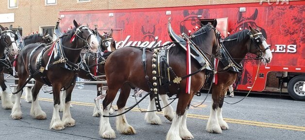 Budweiser Clydesdales with amputated tailbones.