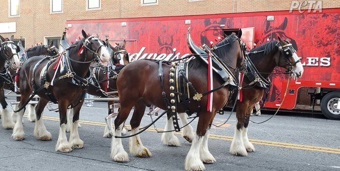Budweiser Clydesdales with amputated tailbones.