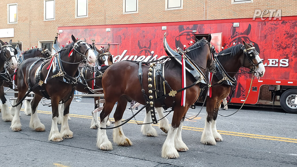 CENTAURA（BUDWEISER SHOWDOWN 1023) Budweiser's New Super Bowl Ad: A Clydesdale Wins Again