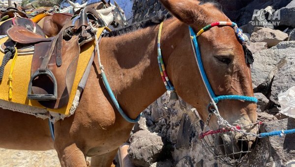 Donkeys Are Still Suffering in Santorini—Help PETA End Donkey Rides