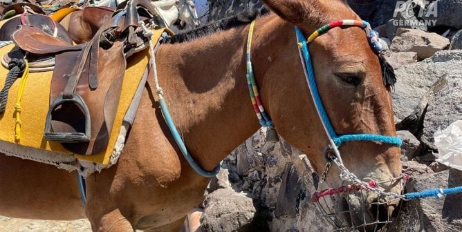 donkey with muzzle and saddle in Greece