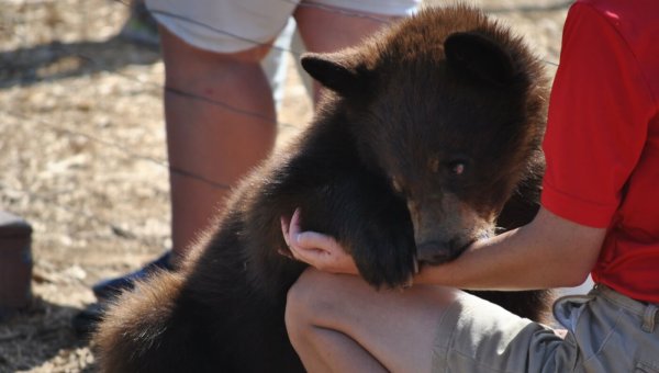 Add Your Support for Strengthening Regulations Under the Animal Welfare Act