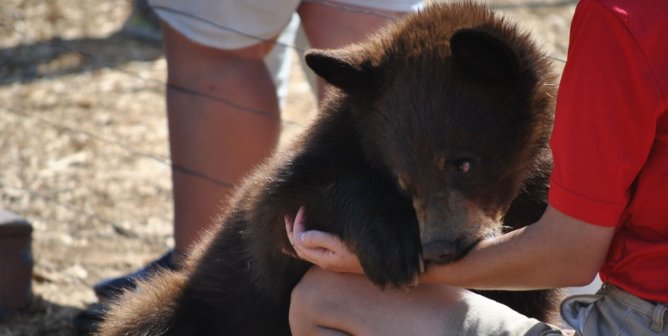 Add Your Support for Strengthening Regulations Under the Animal Welfare Act