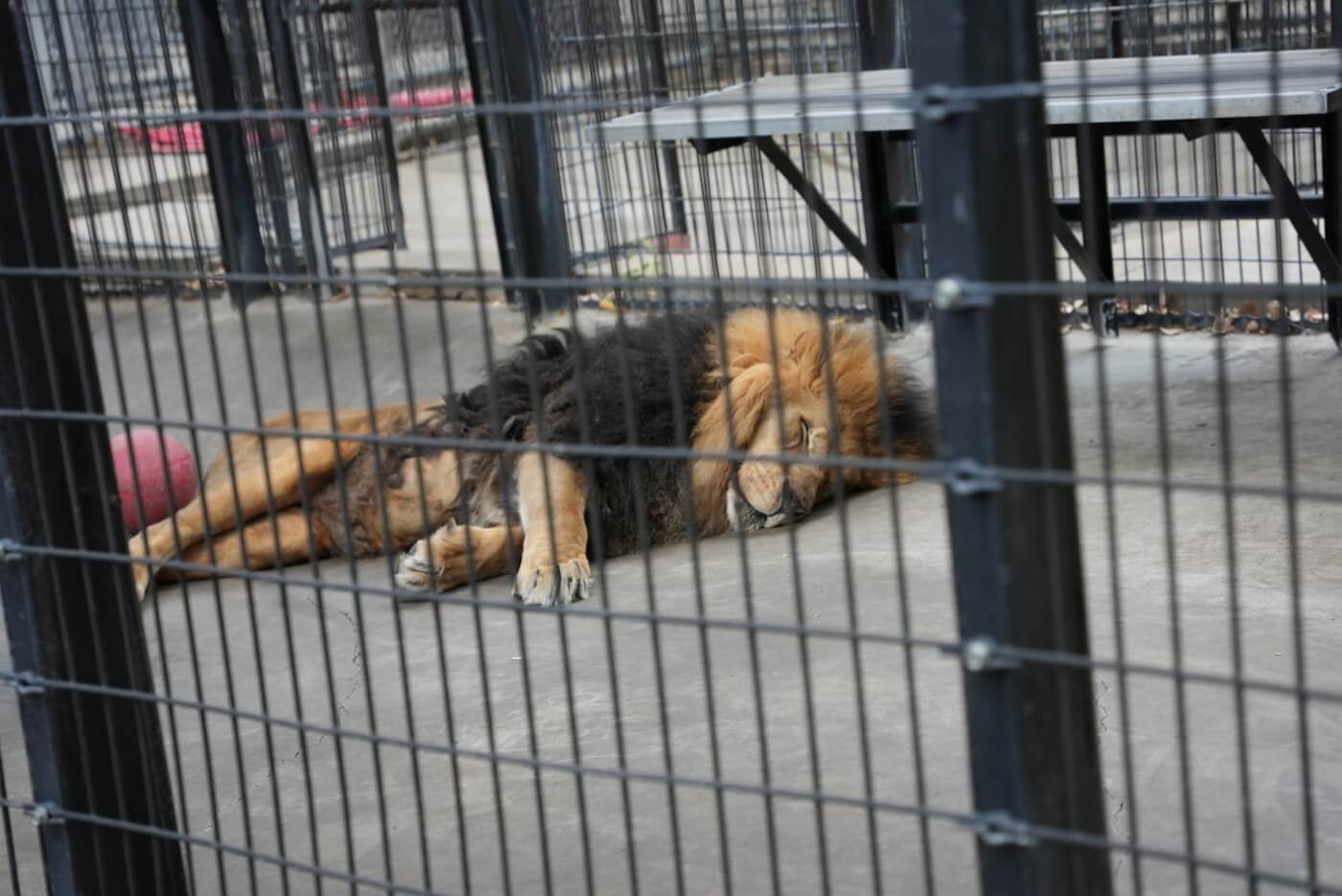 Add Your Support for Strengthening Regulations Under the Animal Welfare Act | PETA Add Your Support for Strengthening Regulations Under the Animal Welfare Act | PETA
