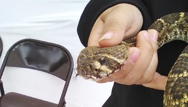 Urge the Apache Rattlesnake Festival to Drop Photo Booth Exhibitor Who Sews Live Snakes’ Mouths Shut