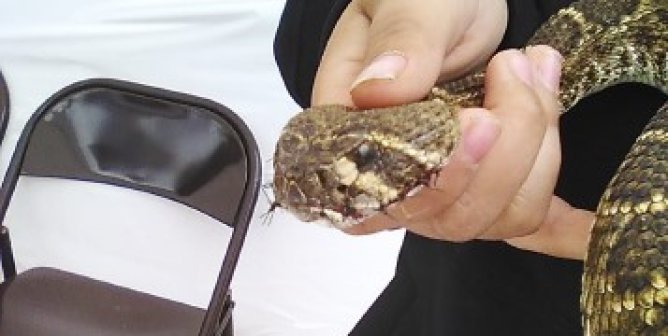 Victory! Thanks to PETA and Our Supporters, Snakes’ Mouths Won’t Be Sewn Shut in Oklahoma!