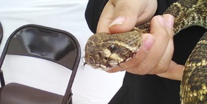 Urge the Apache Rattlesnake Festival to Drop Photo Booth Exhibitor Who Sews Live Snakes’ Mouths Shut