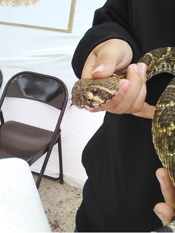 Snakes Are Not Meant For Entertainment - Wildlife SOS