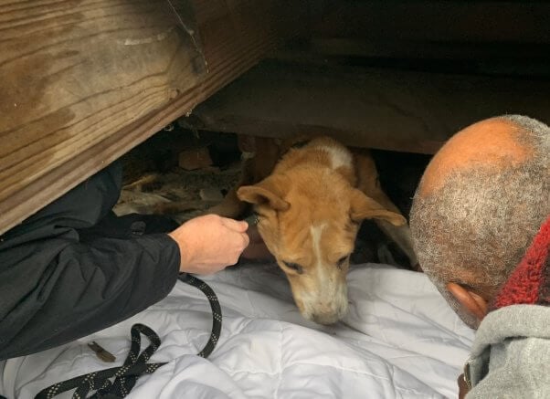 PETA Fieldworkers helped remove Fallen Chowder from under the porch