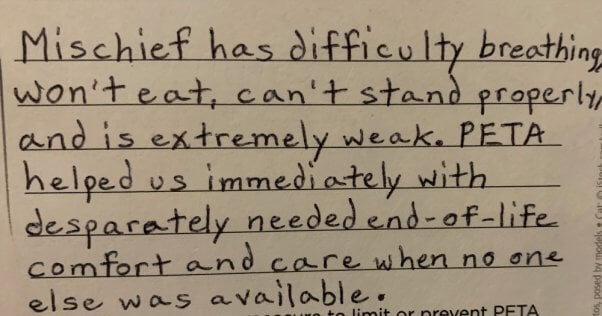 PETA fieldworkers receive hundreds of letters of thanks, like this one from Mischief's family who were grateful his suffering could be ended when he had been turned away elsewhere.