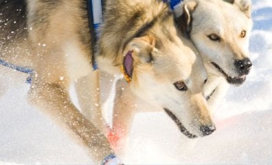 PETA’s Top Iditarod Social Media Posts: ‘Like,’ Share, and Get Active for Suffering Dogs