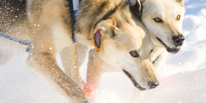 PETA's top Iditarod Facebook and Twitter and Instagram posts with two dogs forced to pull sled through freezing Alaska terrain for Iditarod race