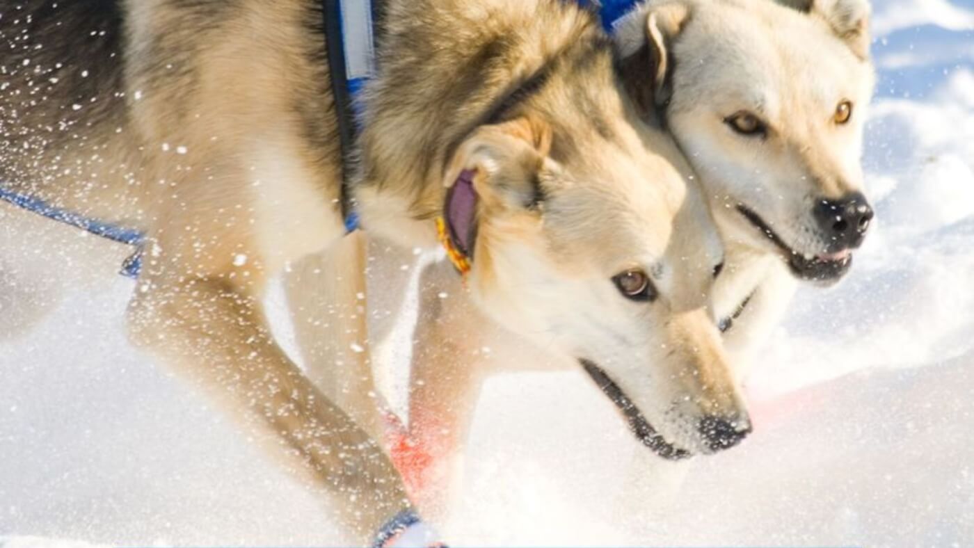 What Breed Of Dogs Run The Iditarod