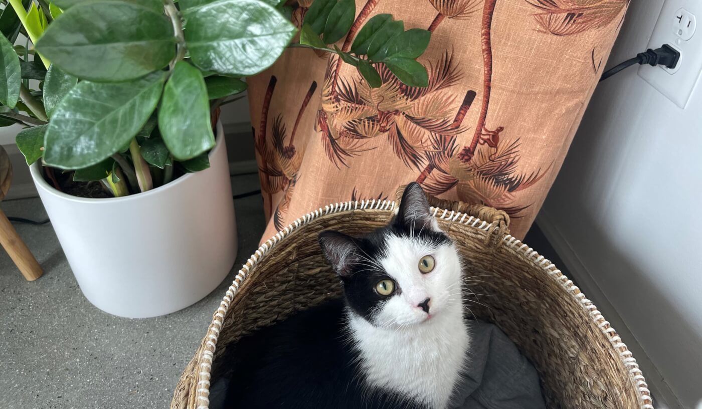 Black and white PETA rescue cat Kumar hanging out with a house plant