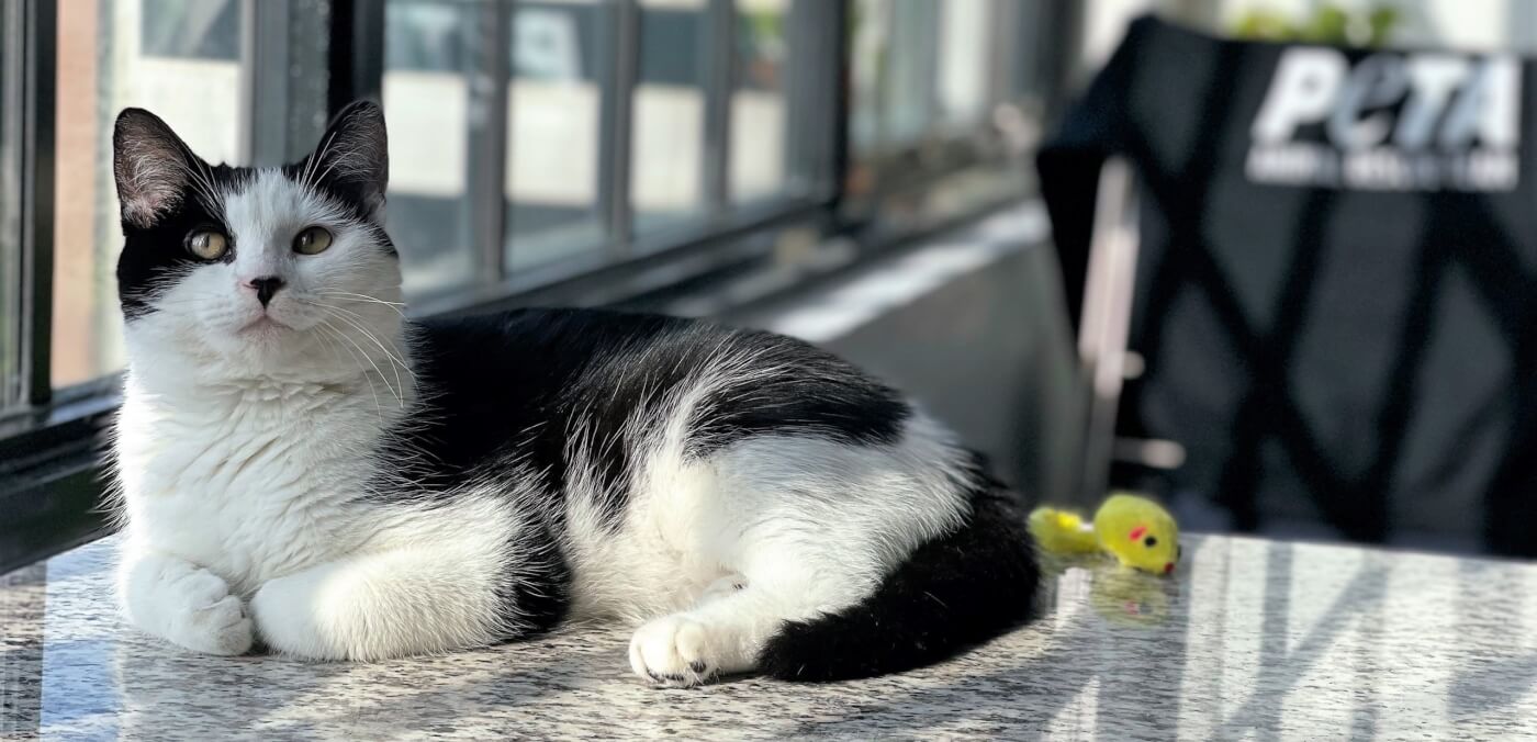 Pretty black and white cat on kitchen counter