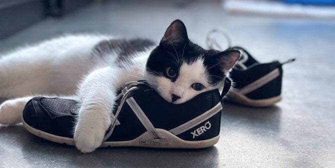Adorable black and white cat napping on a shoe