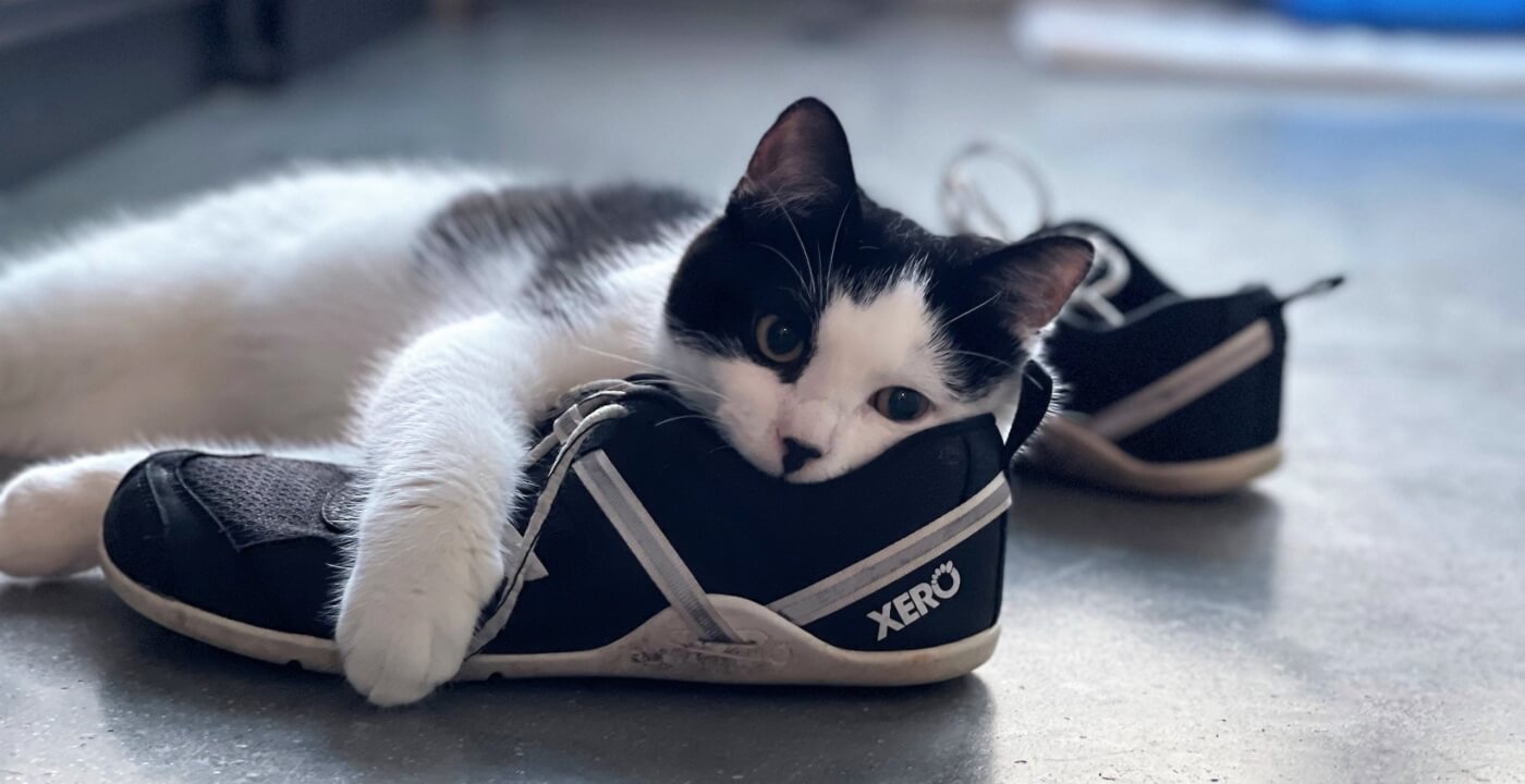 Adorable black and white cat napping on a shoe