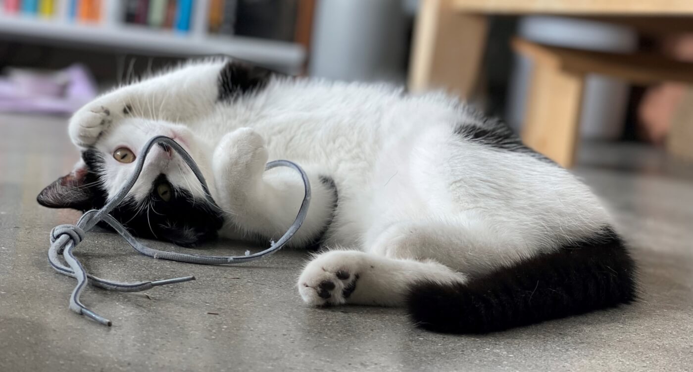 Kumar playing with a shoelace