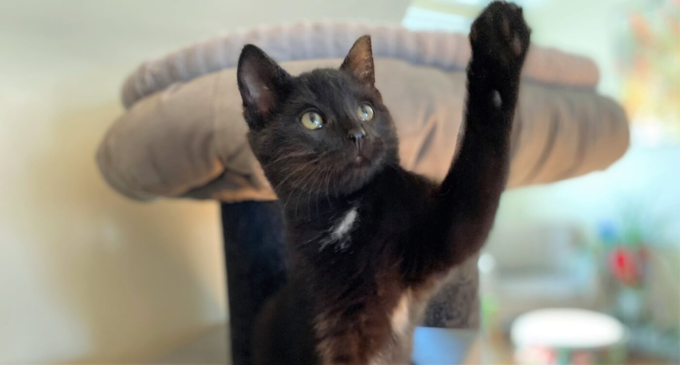 Milo on cat tree raising paw